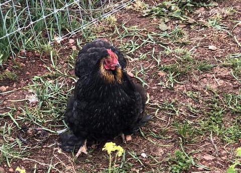 Gibbagunyah Manor - 2032 Olympic Games 2