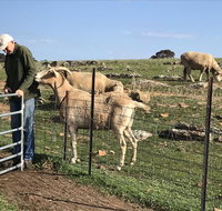 Gilgraves Vineyard Farmstay - 2032 Olympic Games