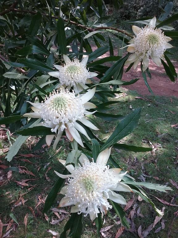 Hallston VIC 2032 Olympic Games