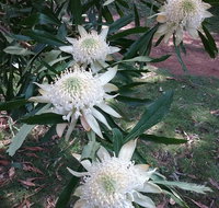 Lyrebird Gully Retreat - 2032 Olympic Games