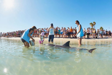 RAC Monkey Mia Dolphin Resort - 2032 Olympic Games 2