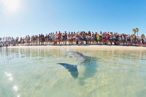 RAC Monkey Mia Dolphin Resort - 2032 Olympic Games 3