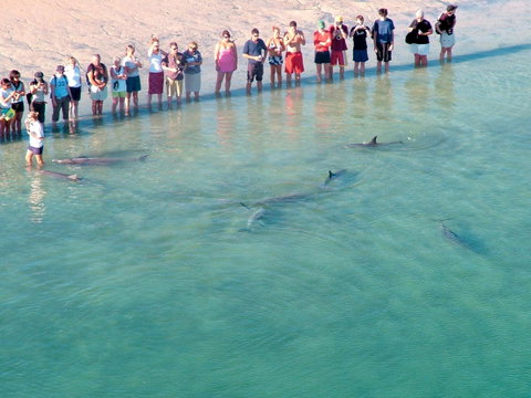 RAC Monkey Mia Dolphin Resort - 2032 Olympic Games 4