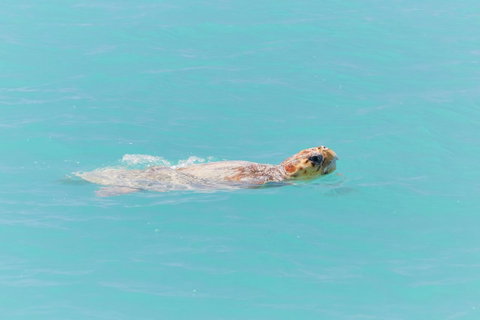 RAC Monkey Mia Dolphin Resort - 2032 Olympic Games 20