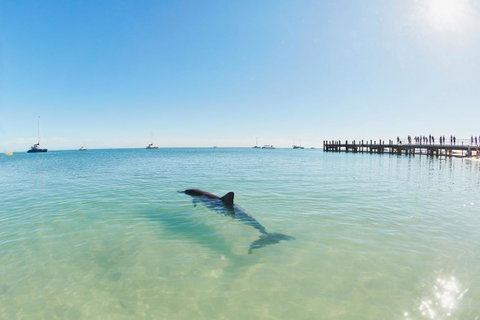 RAC Monkey Mia Dolphin Resort - 2032 Olympic Games 1