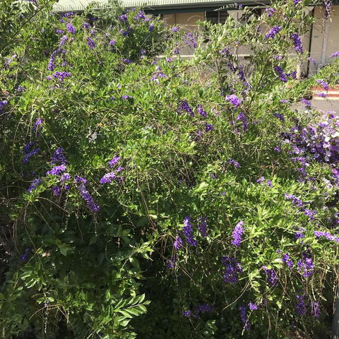 Oasis Motel - 2032 Olympic Games 3