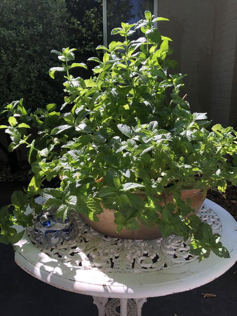 Flora Hill Creek Views - 2032 Olympic Games 11