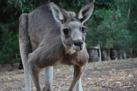 Gariwerd Motel - 2032 Olympic Games 5