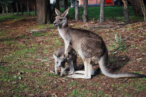 Gariwerd Motel - 2032 Olympic Games 16