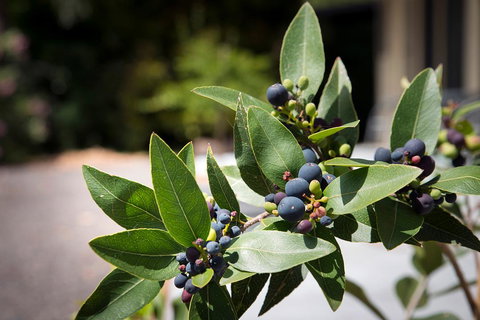 Gariwerd Motel - 2032 Olympic Games 23