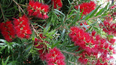 Gariwerd Motel - 2032 Olympic Games 22