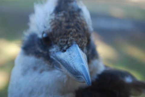 Gariwerd Motel - 2032 Olympic Games 30