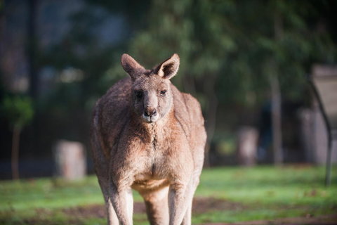 Gariwerd Motel - 2032 Olympic Games 9