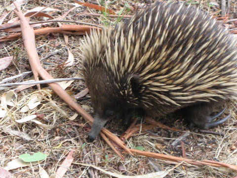 Gariwerd Motel - 2032 Olympic Games 10