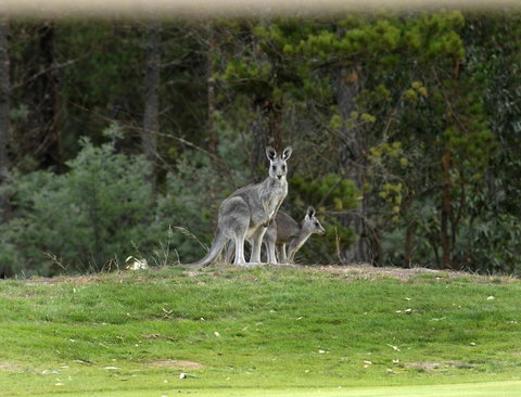 RACV Goldfields Resort - 2032 Olympic Games 20