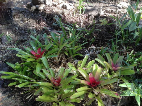 Twilight Grove Farm - 2032 Olympic Games 1