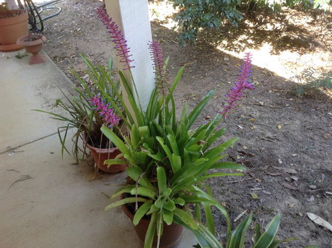 Twilight Grove Farm - 2032 Olympic Games 2