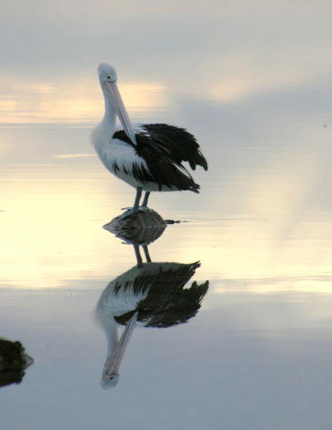 Wanderers Rest Of Kangaroo Island - 2032 Olympic Games 3