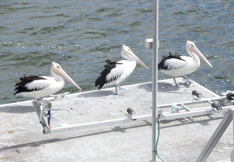 Gaia On Bribie Island - 2032 Olympic Games 40