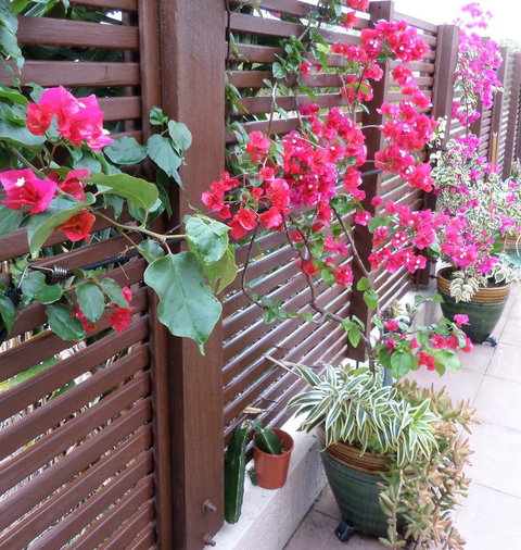 Gaia On Bribie Island - 2032 Olympic Games 43