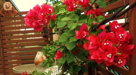 Gaia On Bribie Island - 2032 Olympic Games 26