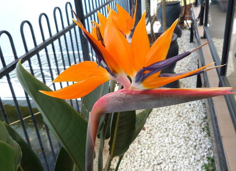 Gaia On Bribie Island - 2032 Olympic Games 24