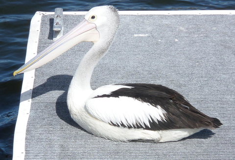 Gaia On Bribie Island - 2032 Olympic Games 42