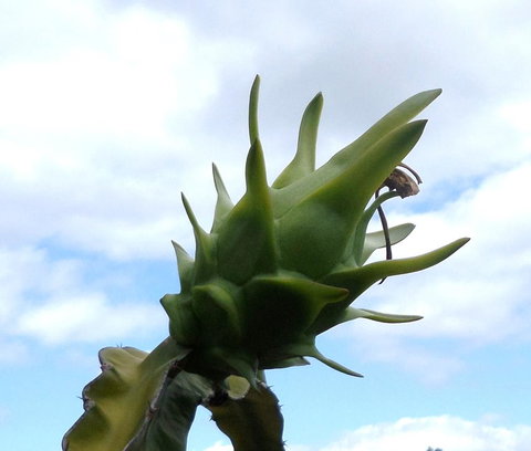 Gaia On Bribie Island - 2032 Olympic Games 22