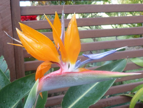 Gaia On Bribie Island - 2032 Olympic Games 38