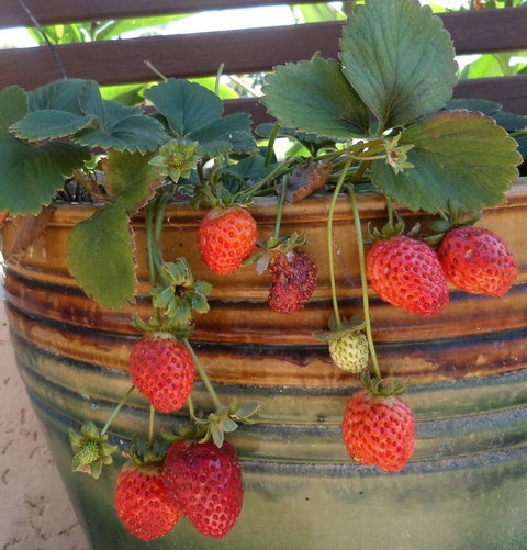 Gaia On Bribie Island - 2032 Olympic Games 7