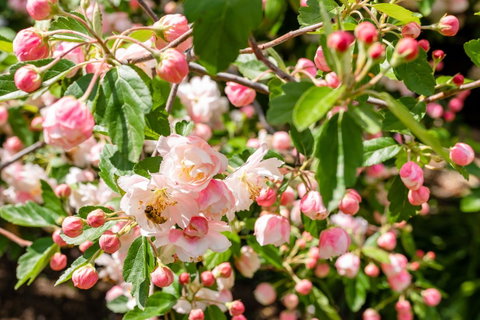 Apple Blossom Cottages - 2032 Olympic Games 3