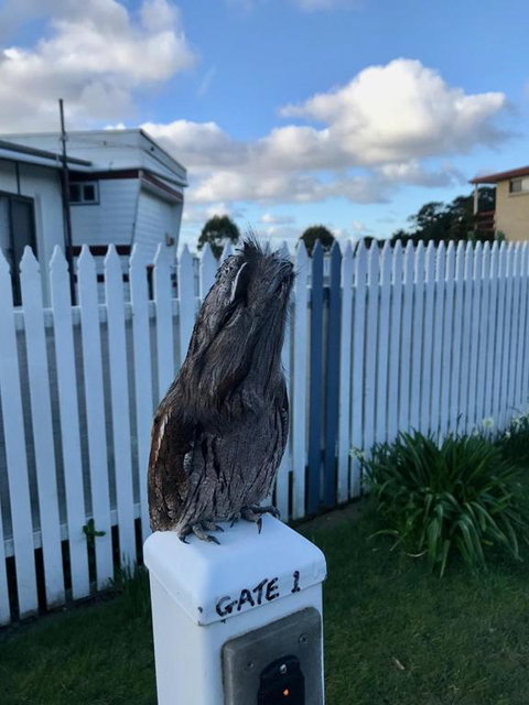 BIG4 Kelso Sands Holiday & Native Wildlife Park - 2032 Olympic Games 2