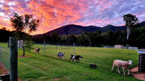 Fig Tree Farm B&B Highvale-Farmstay Near Brisbane! - 2032 Olympic Games 4