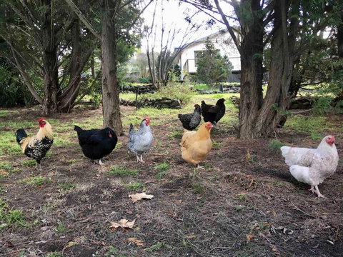 Garden-nestled Granny Flat Between Winery And Town - 2032 Olympic Games 4