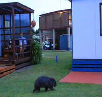 BIG4 Kelso Sands Holiday  Native Wildlife Park - 2032 Olympic Games