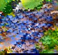 The Fully Local Private Tour - 2032 Olympic Games