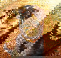 Perth Kids Explorer Private Day Tour - 2032 Olympic Games