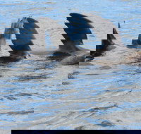 Twilight Sail Bruny Island - 2032 Olympic Games