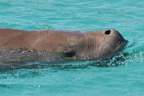 Cruise In Moreton Bay Marine Park And Moreton Island - 2032 Olympic Games 3