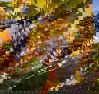 Full Day Tamar Valley Wine Tour - 2032 Olympic Games