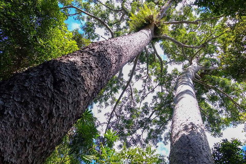 Paronella Park And Millaa Millaa Falls Full-day Tour From Cairns - 2032 Olympic Games 1
