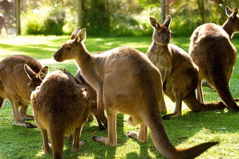 Melbourne City Card (3 Days): Visit Unlimited Attractions! - 2032 Olympic Games 4