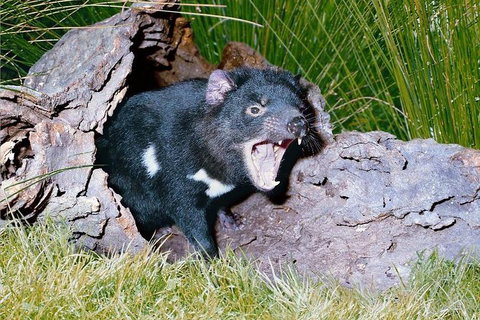 Private Blue Mountains Tour With Kangaroo And Koala Experience - 2032 Olympic Games 0