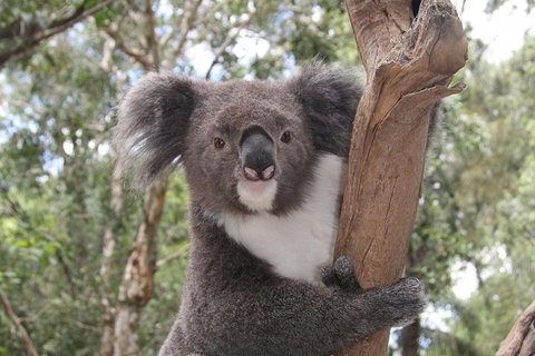 Private Blue Mountains Tour With Kangaroo And Koala Experience - 2032 Olympic Games 2