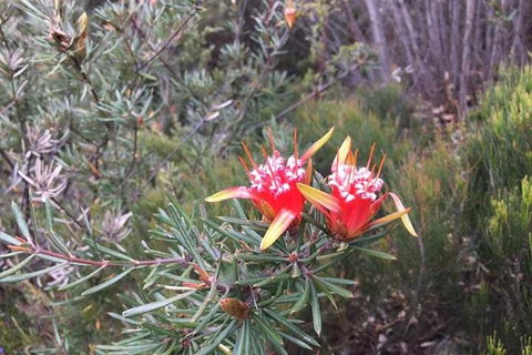 Private Blue Mountains Tour With Kangaroo And Koala Experience - 2032 Olympic Games 4