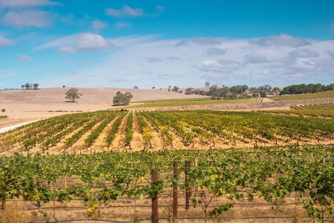 Barossa Valley Private Tour (from 2 To 11 People) - 2032 Olympic Games 2