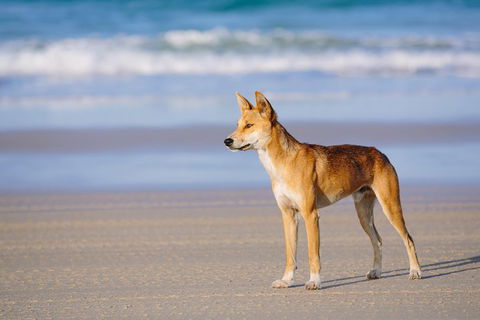 Fraser Island 4WD Tour From Rainbow Beach - 2032 Olympic Games 2
