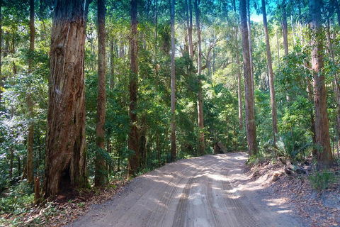Fraser Island 4WD Tour From Rainbow Beach - 2032 Olympic Games 4