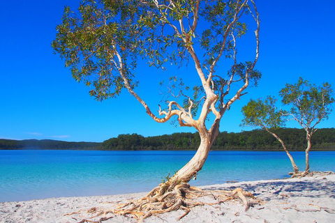 Fraser Island 4WD Tour From Rainbow Beach - 2032 Olympic Games 5