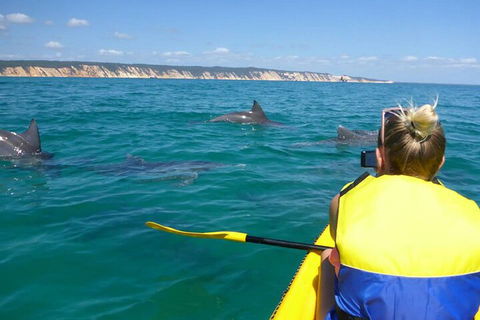 Kayak With Dolphins And 4WD Great Beach Drive Day Trip From Noosa - 2032 Olympic Games 1